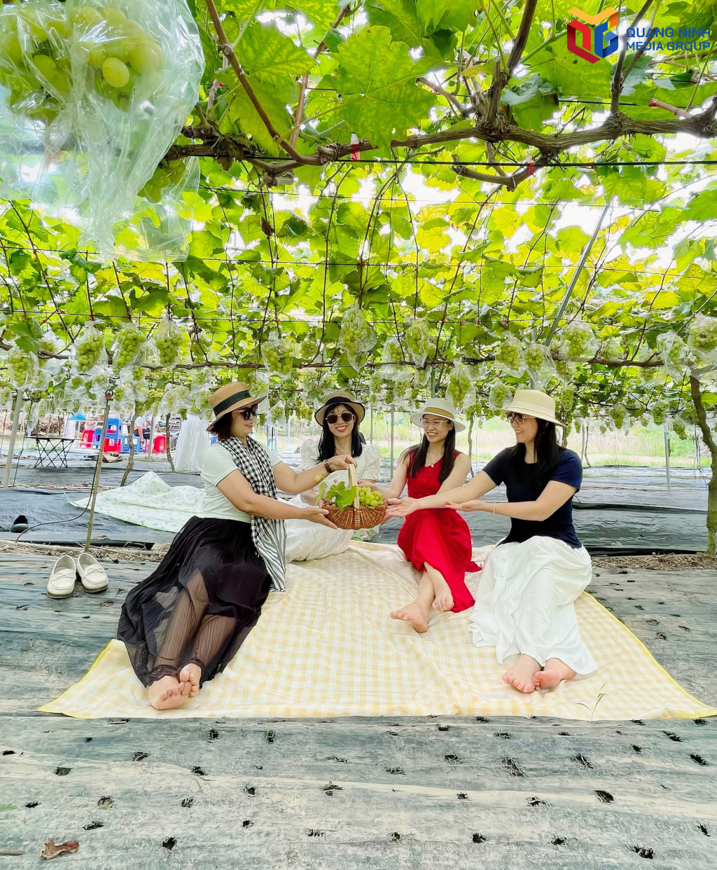 Những vườn nho sữa trên địa bàn xã Bình Liêu là điểm du lịch hấp dẫn du khách.