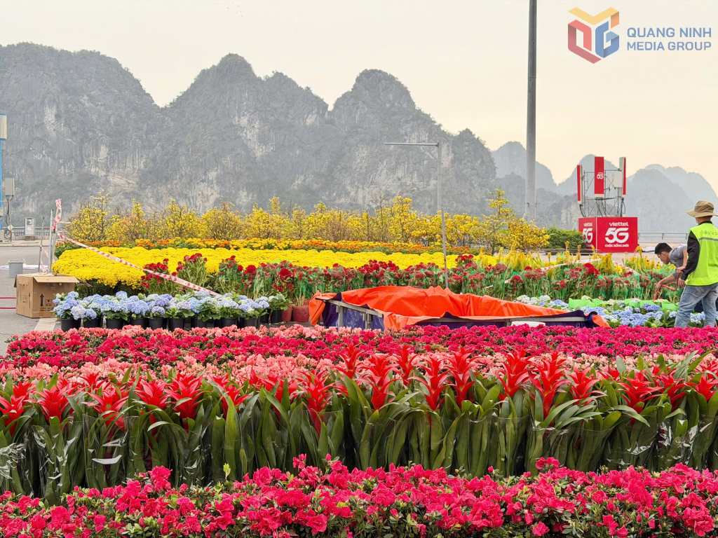 Các loại hoa khoe sắc chào đón năm mới. 