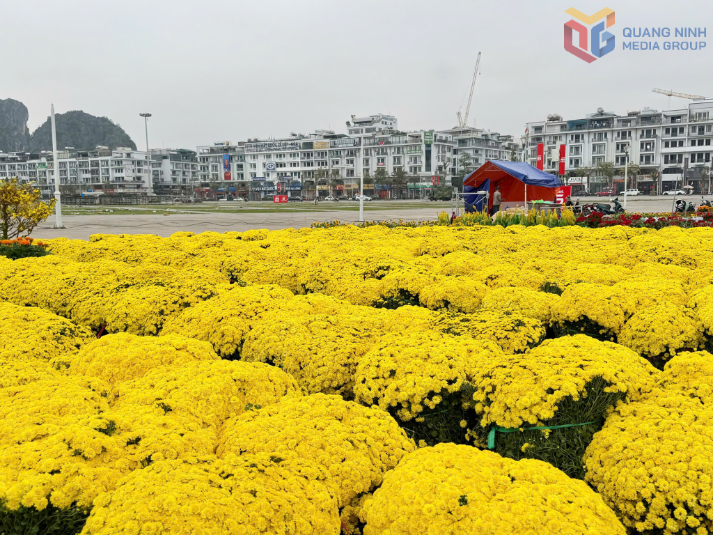 Thảm hoa cúc vàng tạo nên không gian rực rỡ, ấn tượng. 