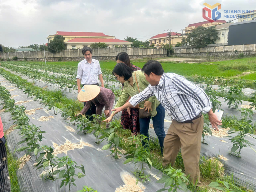 Hợp tác xã hiện canh tác 10ha ớt xuất khẩu.