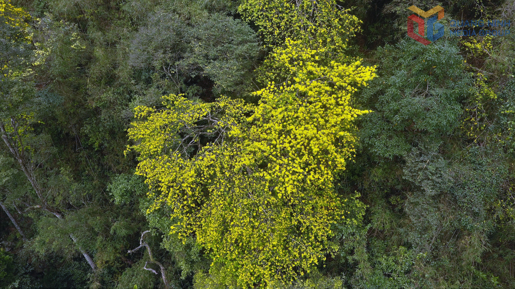 Vào thời điểm giữa tháng 2 âm lịch là lúc mai bắt đầu bung nở, kéo dài khoảng một tháng, tạo nên mùa hoa rực rỡ giữa núi rừng Yên Tử. 