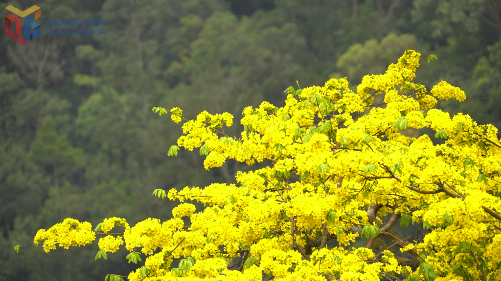 Mai vàng Yên Tử là loài hoa quý đặc hữu của danh sơn Yên Tử, tương truyền do Phật Hoàng Trần Nhân Tông gieo trồng trên non thiêng, mang đậm dấu ấn văn hóa – tâm linh. 