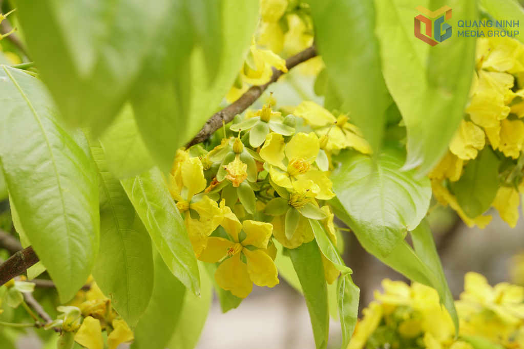 Mai vàng Yên Tử mang nét riêng biệt với lá non xanh biếc quanh năm, hoa 5 cánh nở thành chùm, hương thơm dịu nhẹ, được đánh giá là nguồn gen quý cần bảo tồn. 