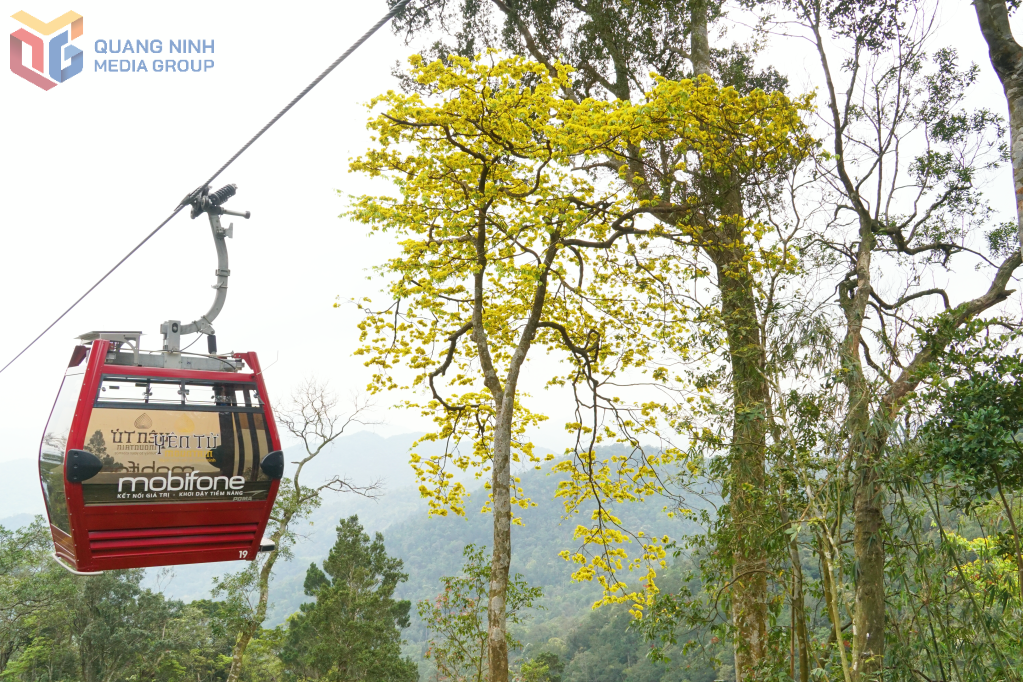 Vẻ đẹp của mai vàng từng được Phật Hoàng Trần Nhân Tông ngợi ca trong nhiều thi phẩm như Mai, Tảo Mai 1, Tảo Mai 2, góp phần làm giàu thêm giá trị văn hóa của loài hoa này. 