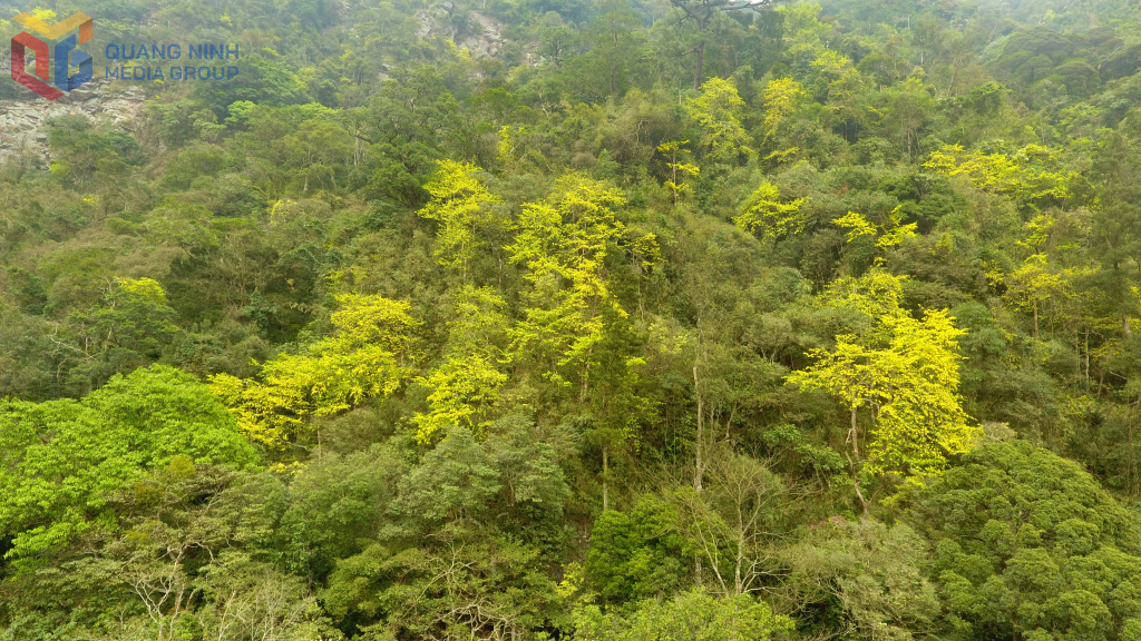 Mai vàng phân bố chủ yếu tại các điểm: chùa Hoa Yên, chùa Một Mái, chùa Vân Tiêu, chùa Bảo Sái, Thác Vàng, Thác Bạc… Trong đó có 20 cây mai cổ thụ được công nhận là Cây di sản Việt Nam. 