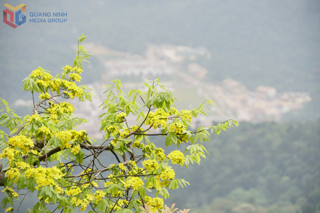 Sinh trưởng trên đất Phật, có tuổi thọ hàng trăm năm, mai vàng là một biểu tượng cho sự thanh cao, tinh thần bền bỉ, vượt lên khó khăn.