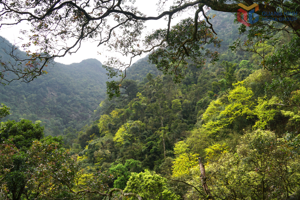 Đến Yên Tử vào mùa mai nở, du khách sẽ cảm nhận không gian thiêng ngập tràn sắc vàng thanh khiết, nơi vẻ đẹp thiên nhiên hòa quyện cùng sự tĩnh tại, an yên của chốn Phật.