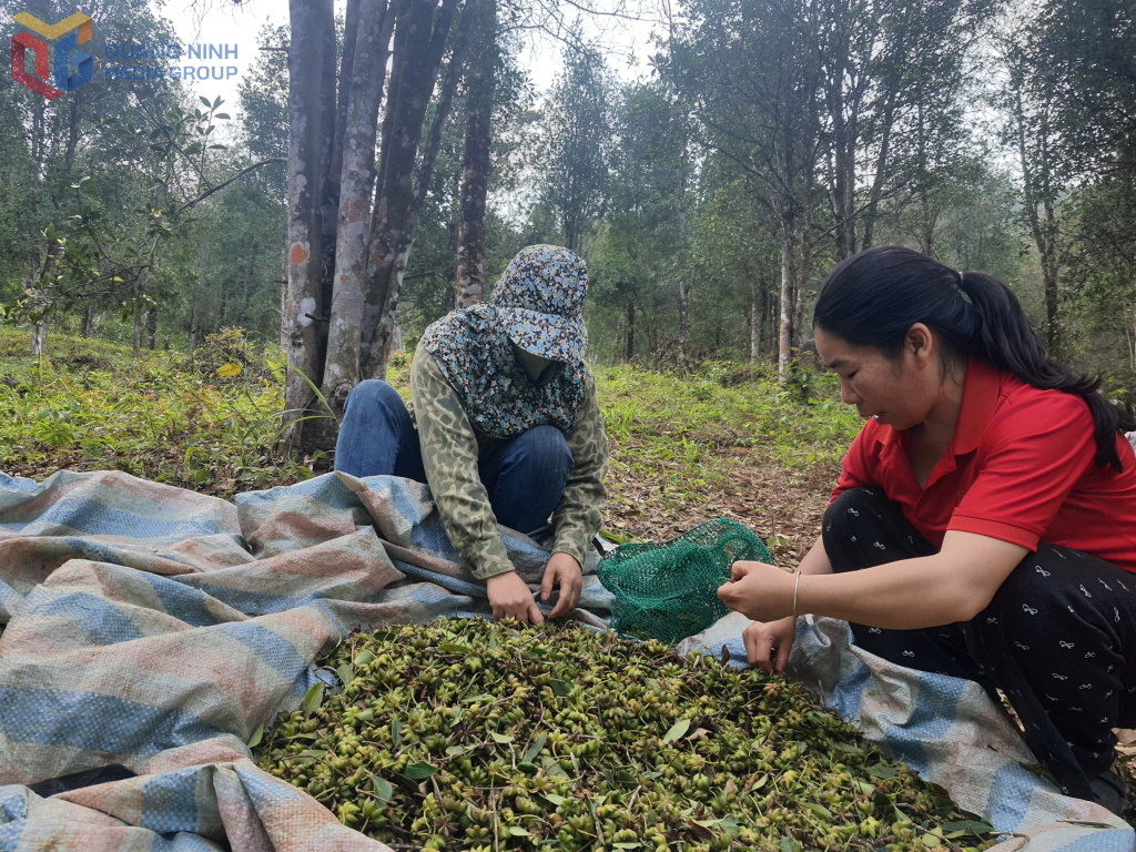 Người dân thôn Đồng Cậm (xã Hoành Mô) thu hái hồi chiêm.