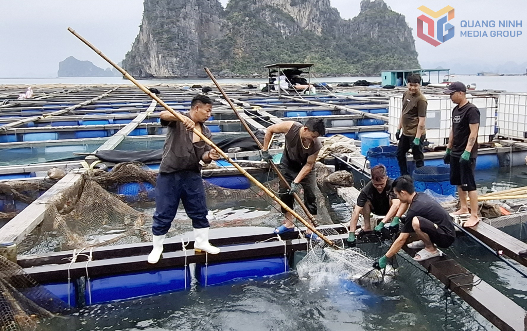 HTX Nuôi trồng thủy sản Phúc Nam (phường Cửa Ông) tổ chức khai thác cá thương phẩm tại vùng nuôi biển.