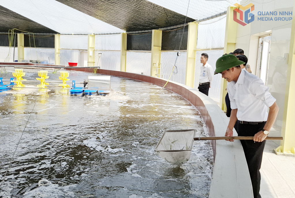HTX nuôi tôm công nghệ cao Cẩm Phả (xã Hải Hòa) với mô hình nuôi tôm thẻ chân trắng, áp dụng khoa học công nghệ tiên tiến cho hiệu quả kinh tế cao.