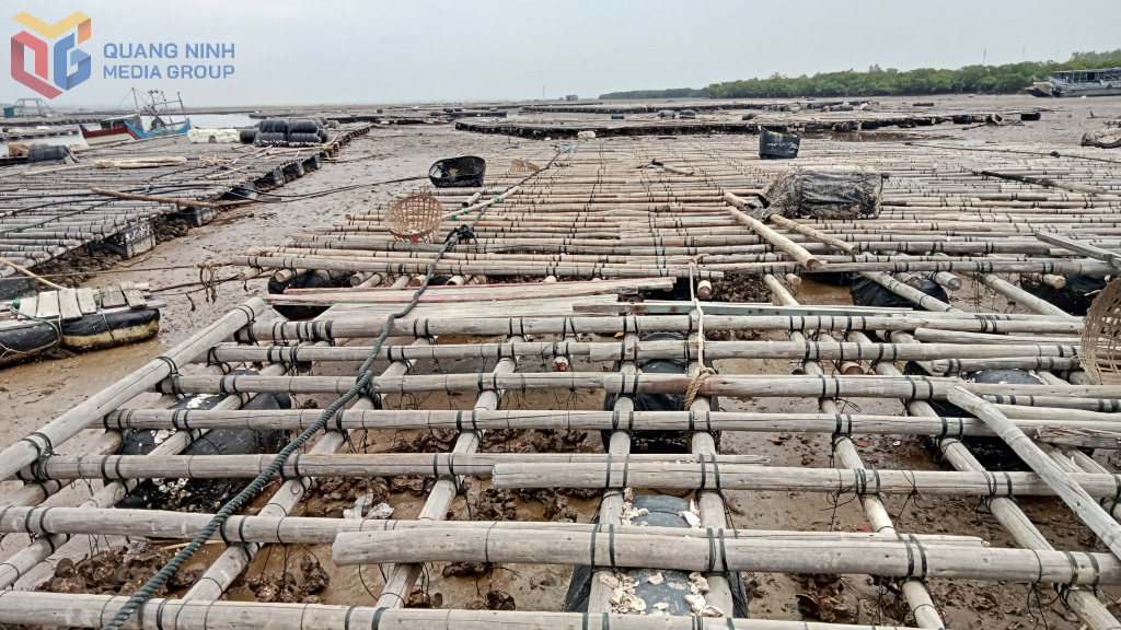 Hàng trăm giàn hàu nằm phơi nắng trên bãi triều cửa sông Bắc Luân