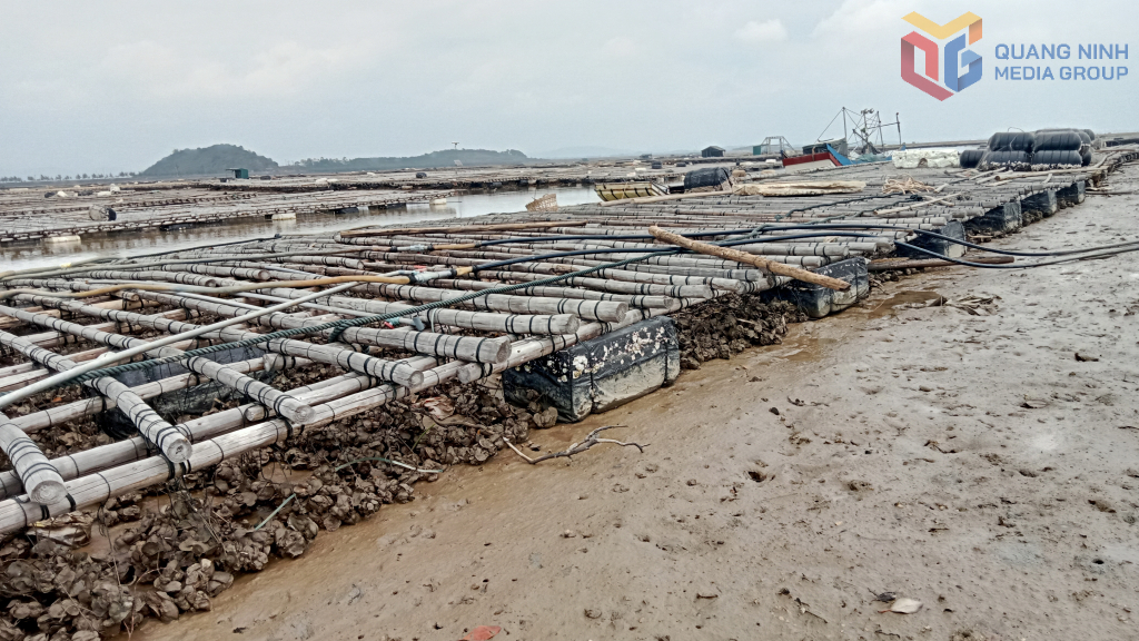 Những giàn hàu đang chờ nước thuỷ triều lên