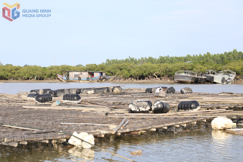 Những đống phao nhựa do người dân tháo bỏ tránh gây gãy hỏng giàn hàu.