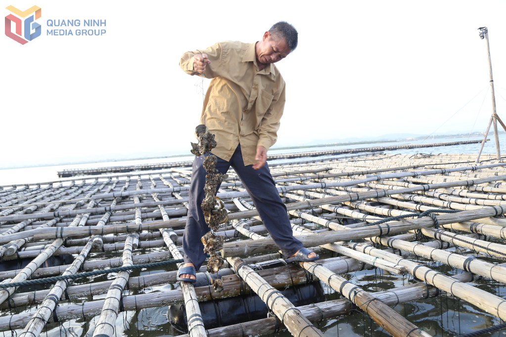 Những dây hàu không tìm thấy con hàu nào sống tại khu vực nuôi của gia đình ông Phạm Văn Hưởng