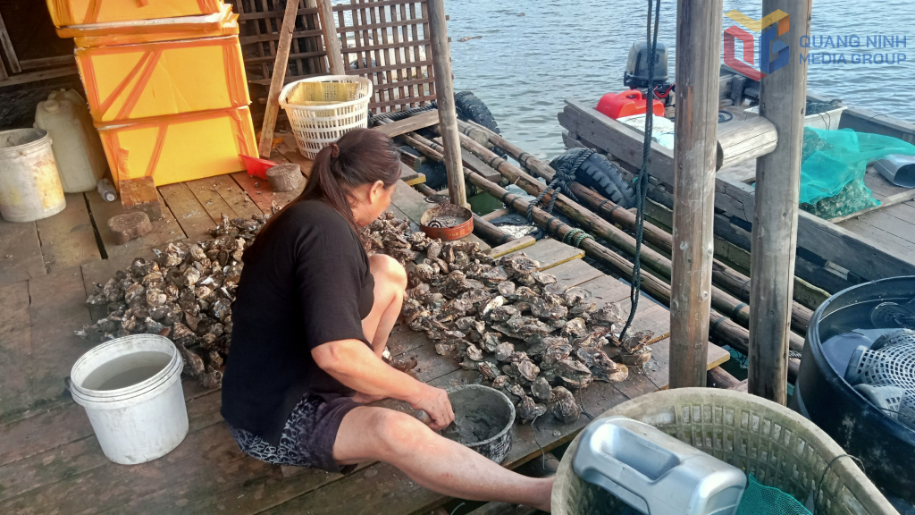 Vợ ông Phạm Văn Vân ngồi gắn lại những con hàu còn sống để ghép thành các dây hàu mới tiếp tục thả nuôi