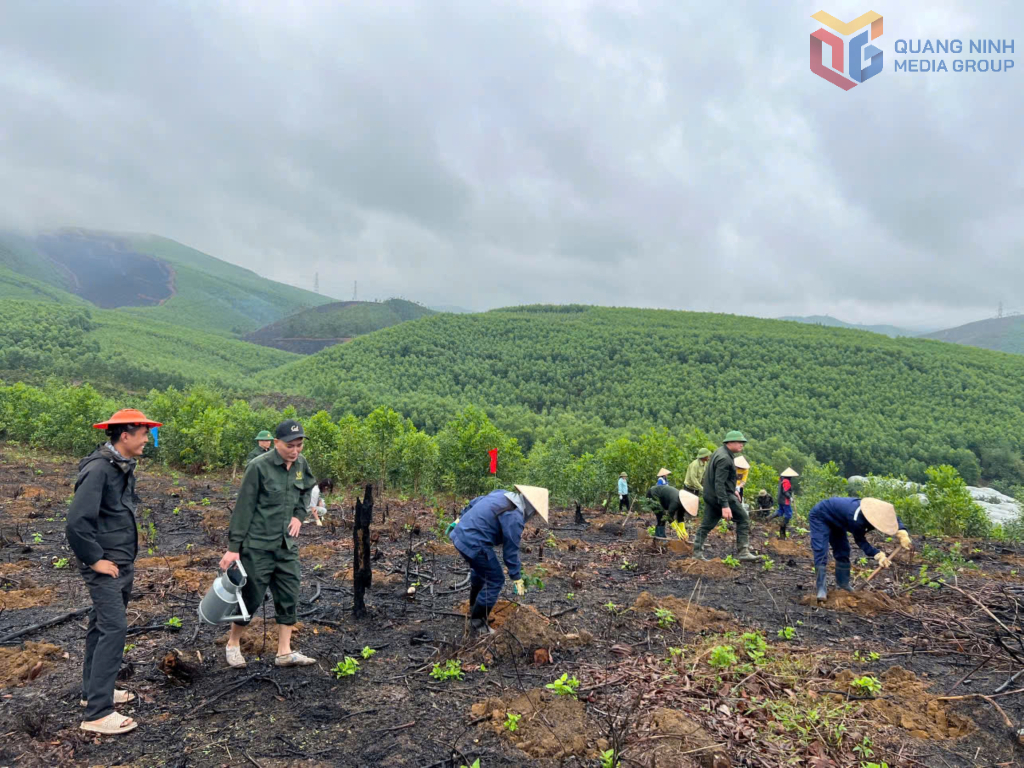 Quảng Ninh đặt mục tiêu trồng mới khoảng 12.500ha rừng tập trung năm 2026.