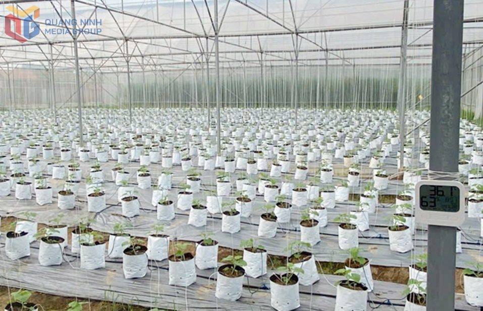 Thiết bị nhiệt kế, ẩm kế thông minh được HTX Dịch vụ nông nghiệp chất lượng cao Hoa Phong ứng dụng nhằm kiểm soát các điều kiện môi trường trong khu vực nhà màng ươm cây giống.