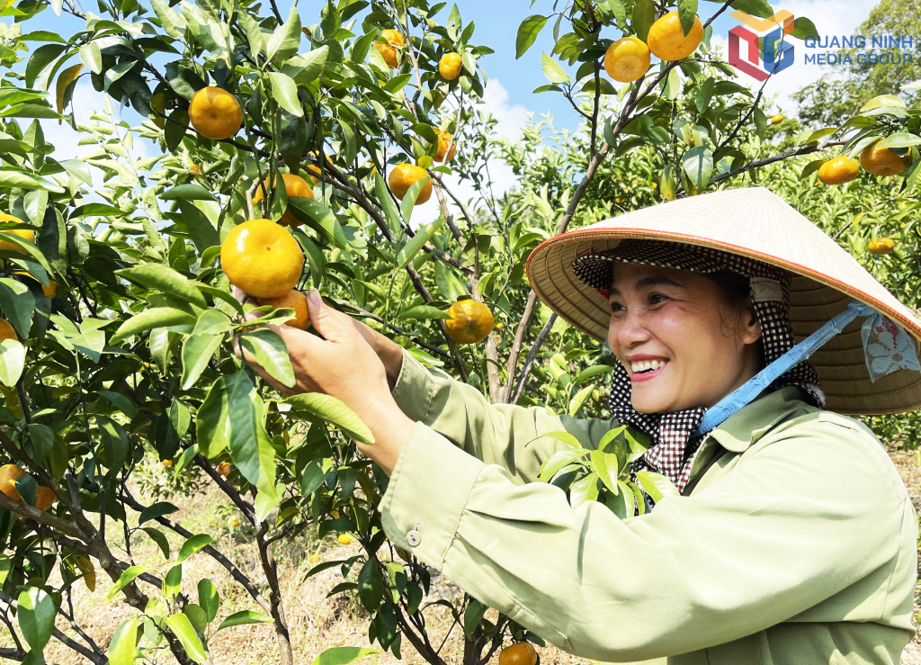 ản phẩm OCOP cam Vạn Yên được phát triển gắn với vùng nguyên liệu tập trung, áp dụng quy trình sản xuất an toàn, góp phần nâng cao giá trị nông sản đặc trưng của địa phương.
