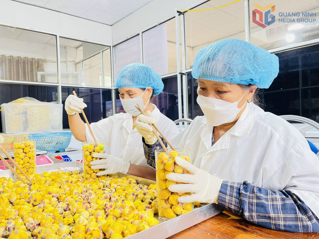 Trà hoa vàng OCOP 5 sao của Công ty CP Kinh doanh lâm sản Đạp Thanh (xã Kỳ Thượng) được sản xuất theo quy trình khép kín, bảo đảm chất lượng.