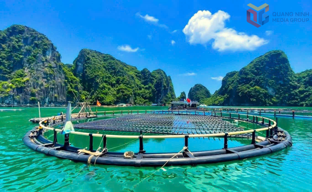 Sử dụng công nghệ, vật liệu thân thiện môi trường trong nuôi trồng thủy sản tại đặc khu Vân Đồn.