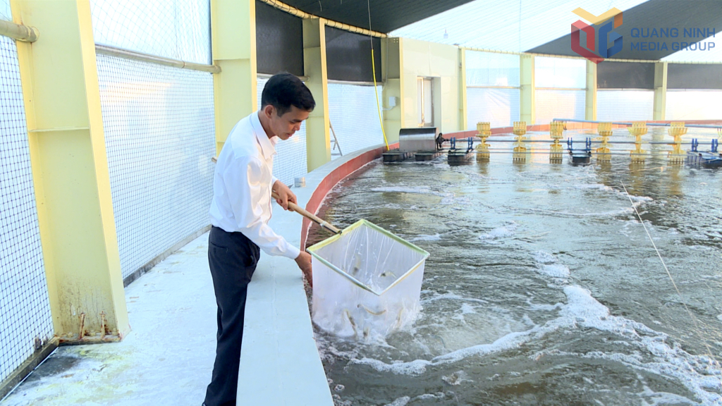 1 ô nuôi tôm thương phẩm có diện tích 1.000m2 cho hệ số quay vòng nuôi từ 7-9 vụ/năm.