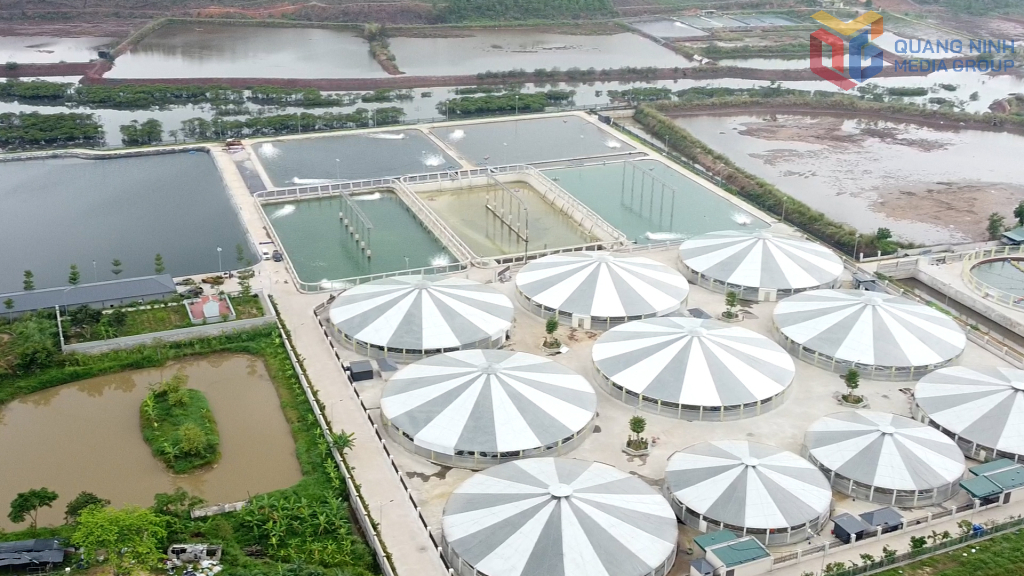 Hợp tác xã nuôi tôm công nghệ cao Cẩm Phả đã có hệ thống 12 ao nuôi đồng bộ trong nhà bạt 2ha và hệ thống cấp, thoát nước hơn 5ha.