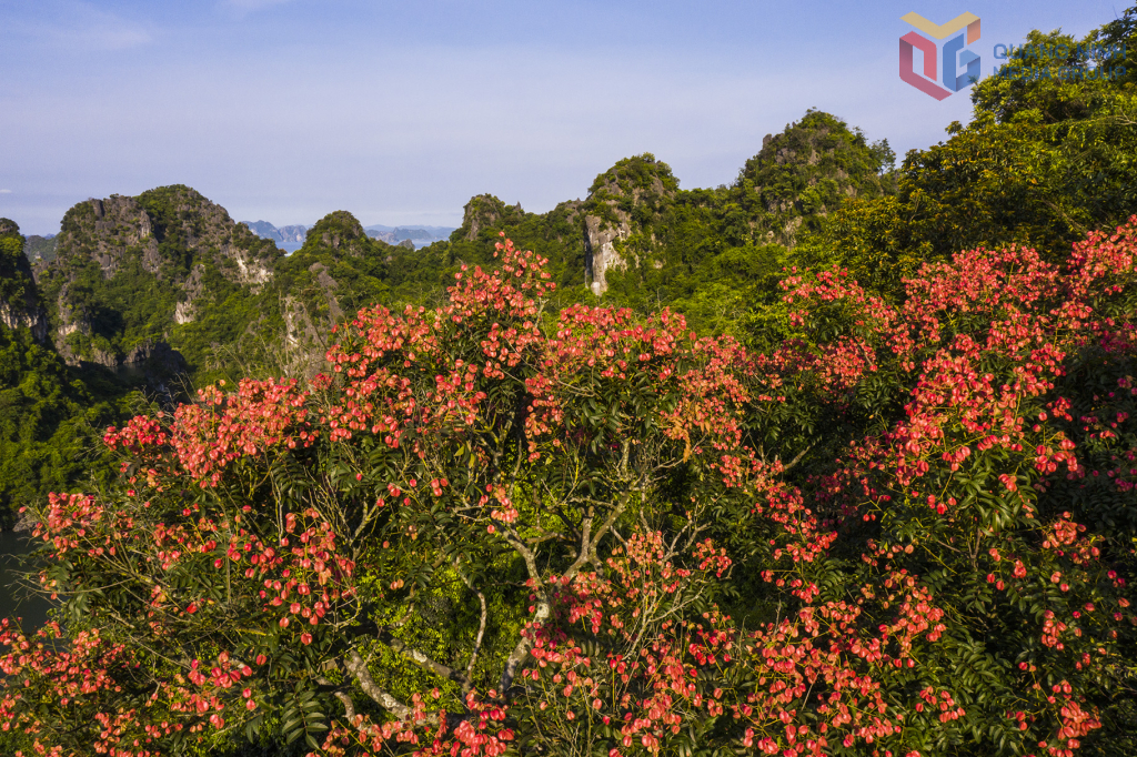 Cây bông mộc cổ thụ vào mùa bung nở, khoe vẻ đẹp giữa núi đá kỳ vĩ.