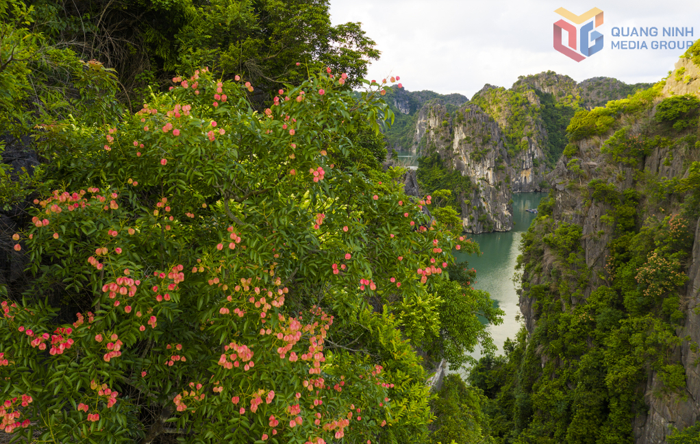 Mùa hoa bông mộc tô điểm thêm vẻ đẹp quyến rũ của Vịnh Hạ Long.