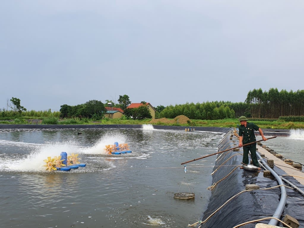 Mô hình nuôi tôm của ông Đặng Xuân Phong (xã Quảng Minh, huyện Hải Hà). Ảnh: Minh Đức