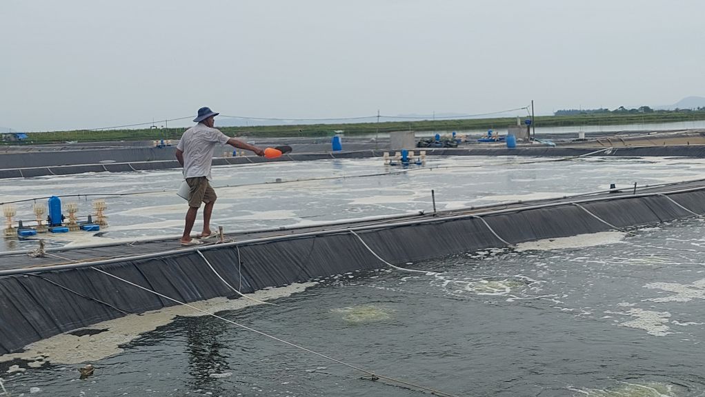 Nuôi trồng thủy sản theo hình thức công nghiệp tại xã Quảng Minh, huyện Hải Hà