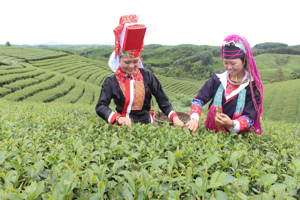 Hải Hà phát triển vùng chè chất lượng cao