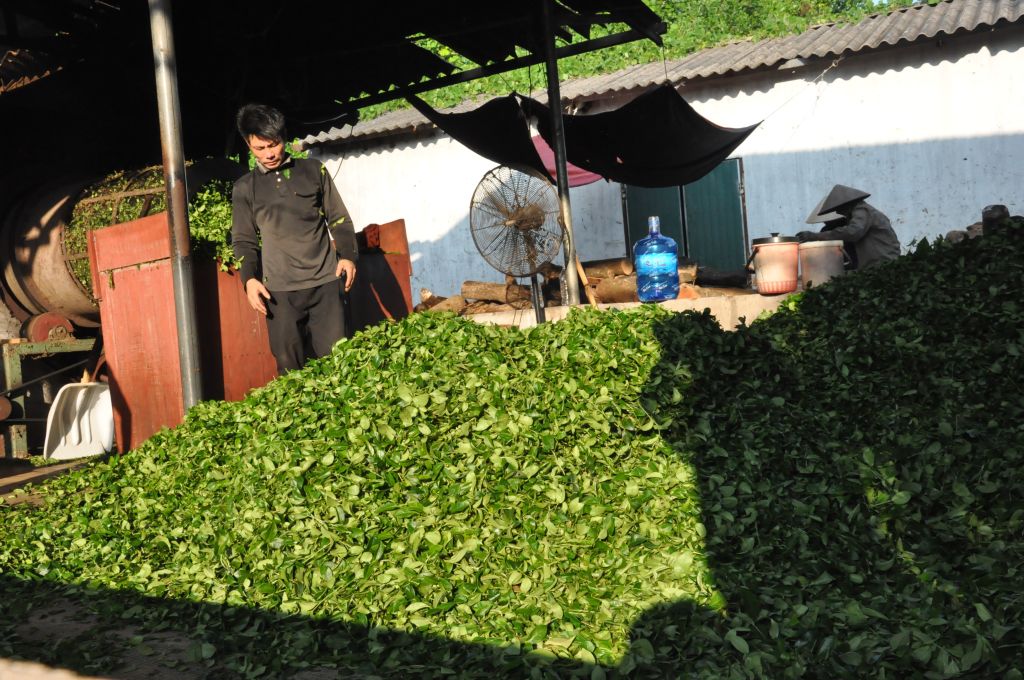 Sản xuất chè tại Công ty Chè Dũng Hoa, xã Quảng Long, huyện Hải Hà