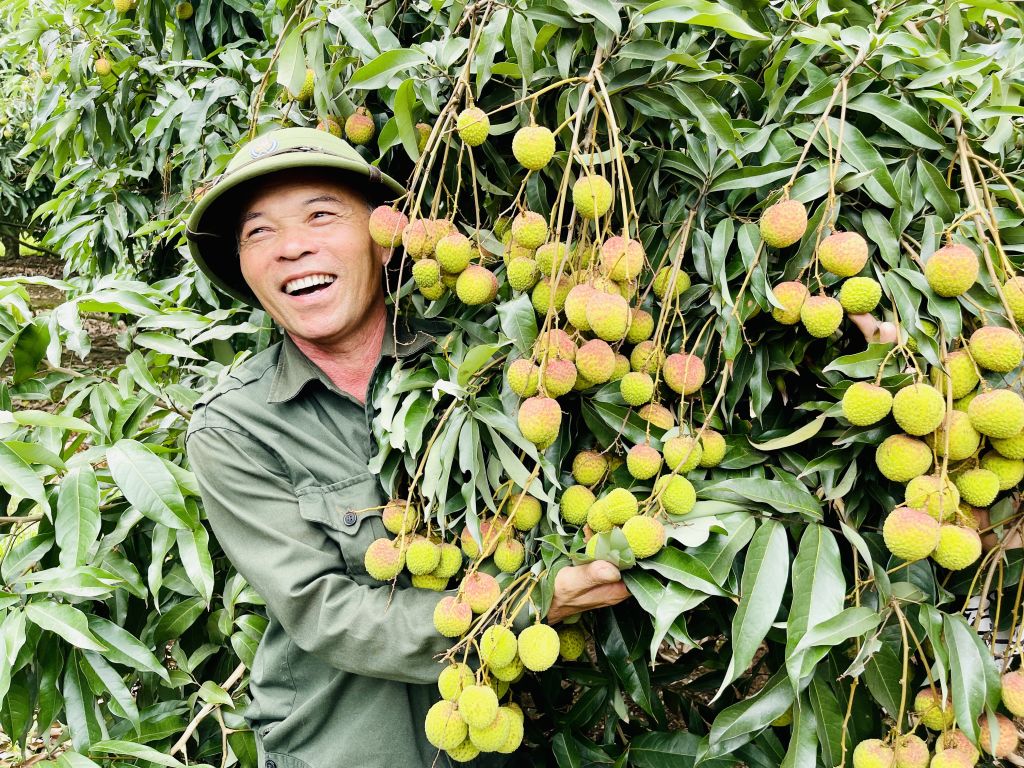 Niềm vui của ông Vũ Văn Lân (tổ 1, cầu Đá Bạc, phường Phương Nam, TP Uông Bí) bên vườn vải sai trĩu quả.