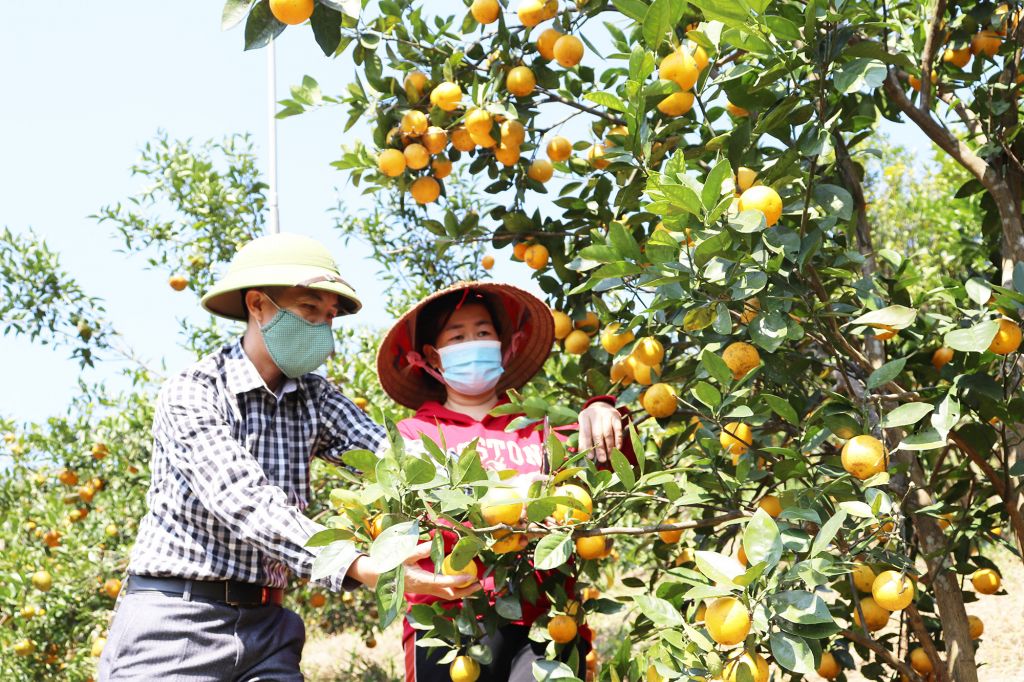 Cán bộ xã Vạn Yên đến thăm và hướng dẫn cách chăm sóc, thu hoạch và tìm hướng cho đầu ra sản phẩm cho người trồng cam.