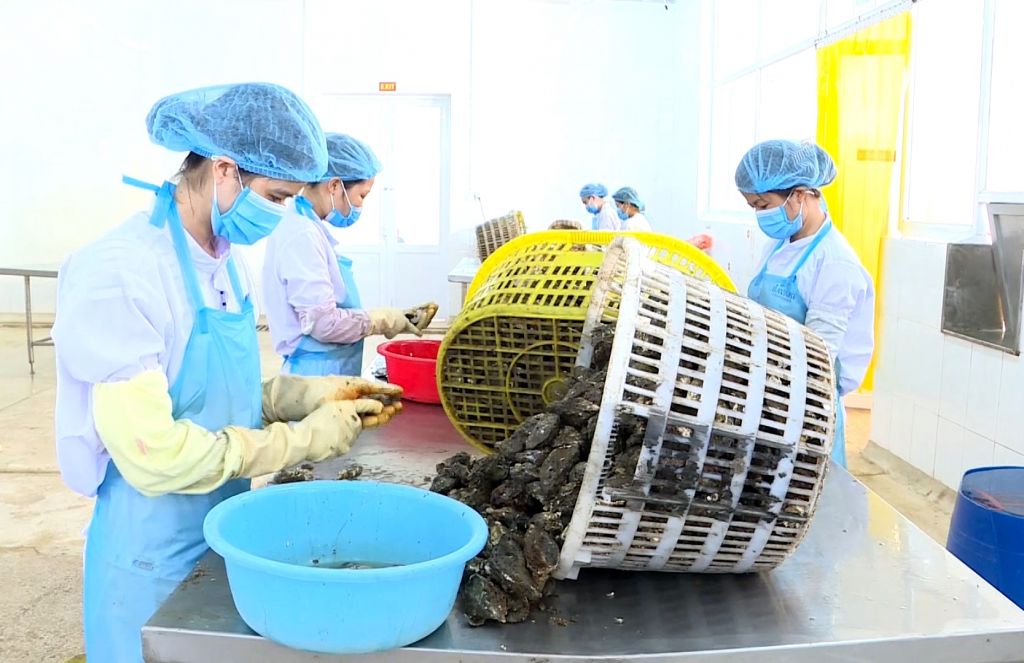 Nuôi trồng, khai thác và chế biến thủy, hải sản đem lại nguồn lợi kinh tế cao cho người dân Vân Đồn.